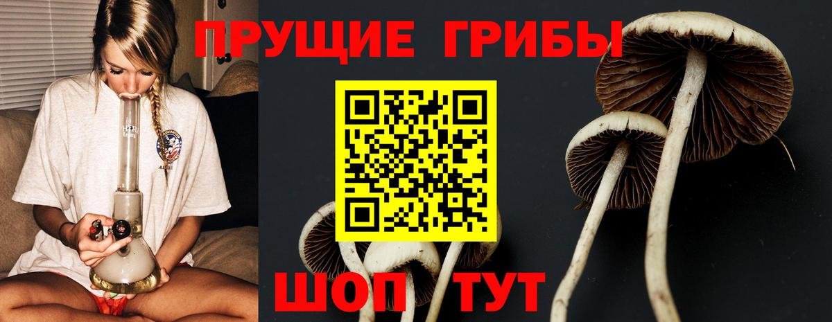 Псилоцибиновые грибы Psilocybe  Псилоцибиновые грибы мицелий  Вход с VPN  Тимашёвск 
